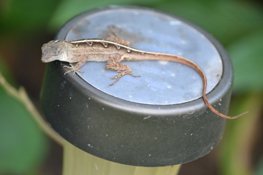 This lizard was happy to sit for a few minutes while I changed lens, focused than started shooting.